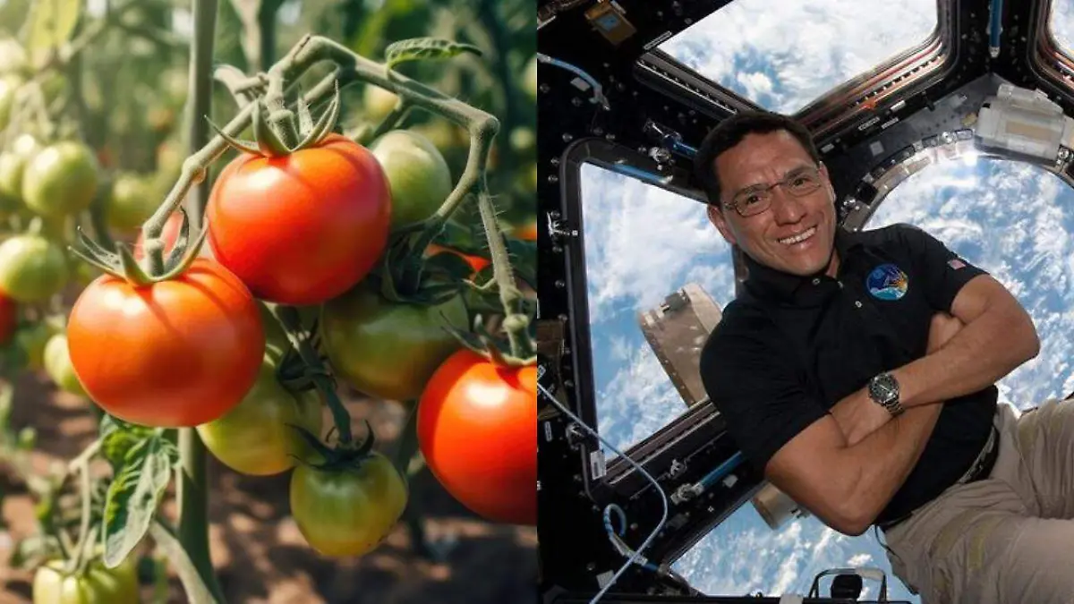 Apareció el primer tomate cosechado fuera de la tierra que se había extraviado en la Estación Espacial de la NASA